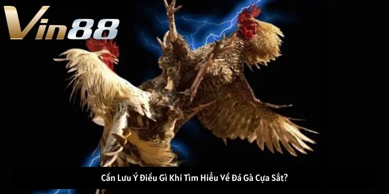 Cần Lưu Ý Điều Gì Khi Tìm Hiểu Về Đá Gà Cựa Sắt? Cần Lưu Ý Điều Gì Khi Tìm Hiểu Về Đá Gà Cựa Sắt?